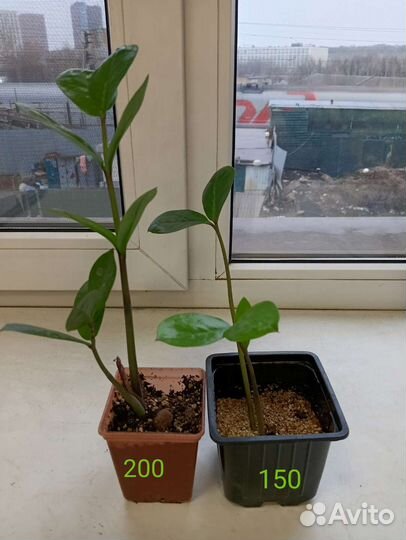 Замиокулькас