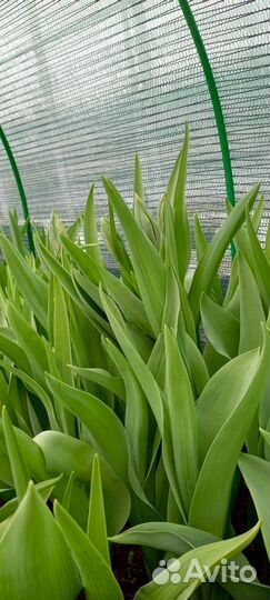 Тюльпан срезка