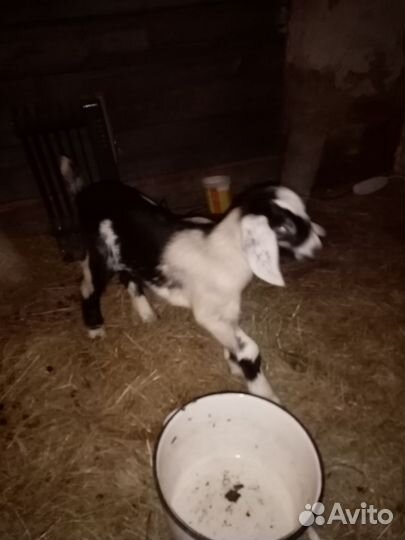 Козы, козёл, козочка