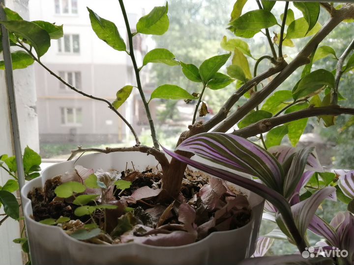 Бугенвиллея взрослая