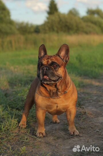 Кобель французского бульдога для вязки
