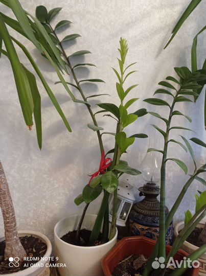 Замиокулькас