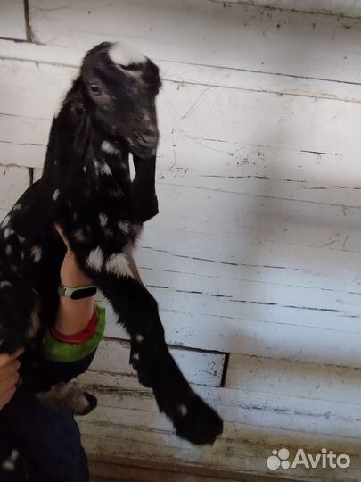 Козлята, козы камори-нубиец