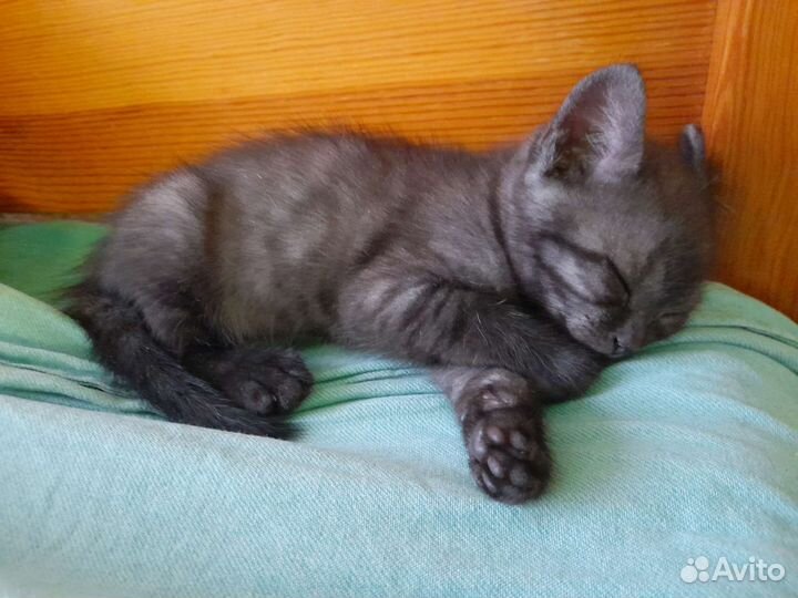 Кошка