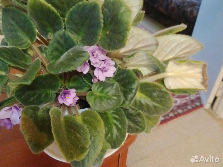 Фиалки цветущие в горшке