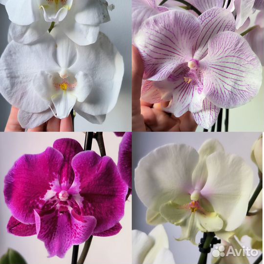 Орхидеи фаленопсис биг липы цветущие