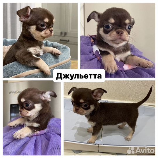 Девочки чихуахуа из питомника