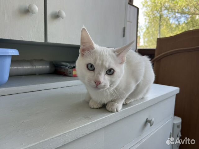Белый кот с голубыми глазами объявление продам