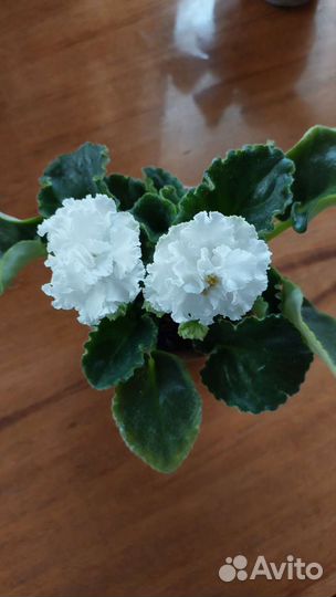 Фиалки цветущие в горшке