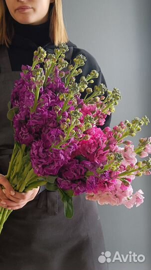 Маттиолы Букет из матиоллы