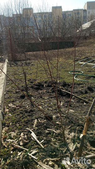 Персик районированный саженцы