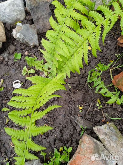 Папоротник