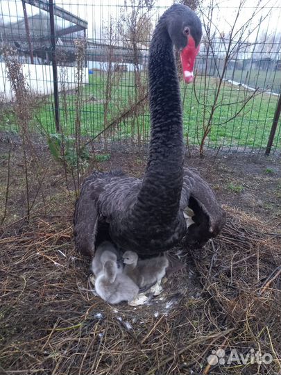 Чёрные лебеди