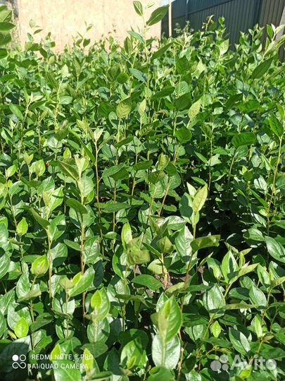 Кизильник блестящий