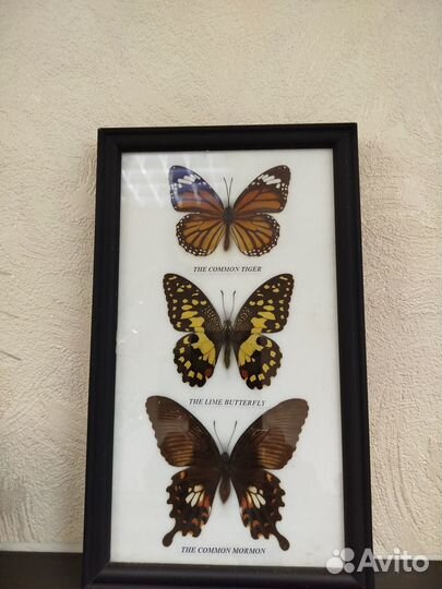 Продам бабочек