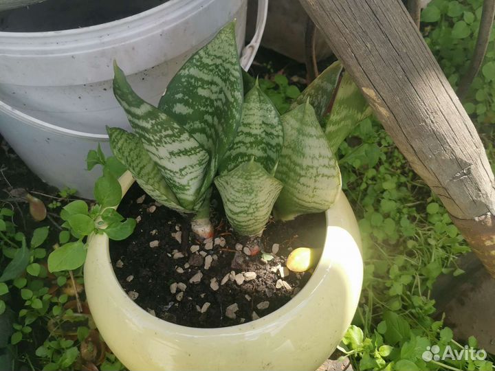 Комнатные цветы