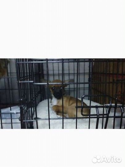 Перевозка животныхЕссентуки-Москва-Санкт-Петербург