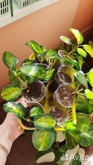 Хойя аустралис Лиза