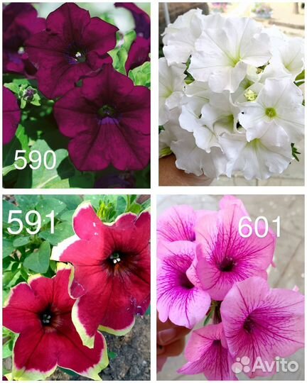 Вегетативная петуния