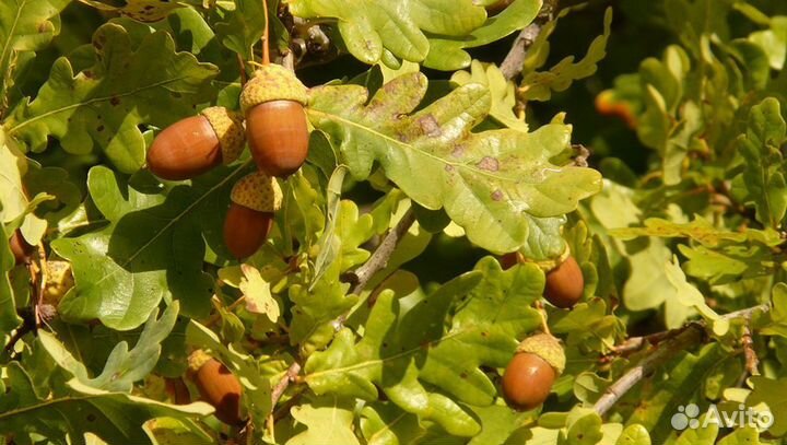 Дуб черешчатый 3м