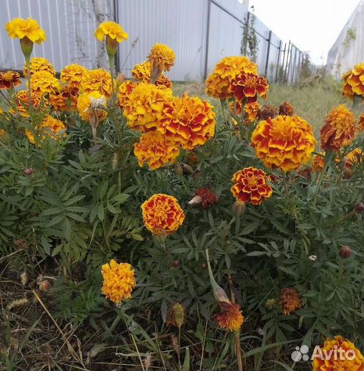 Бархатцы семена