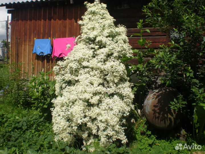 Клематис белый манчижурский