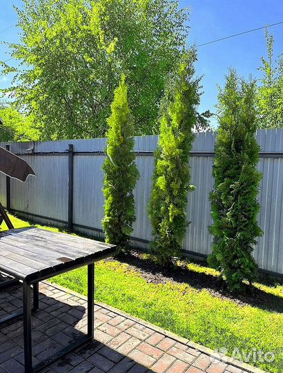 Туи премиум