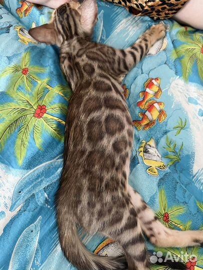 Бенгальские котята