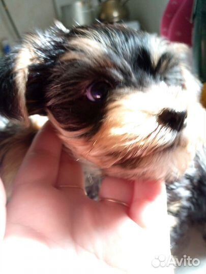 Собаки щенки