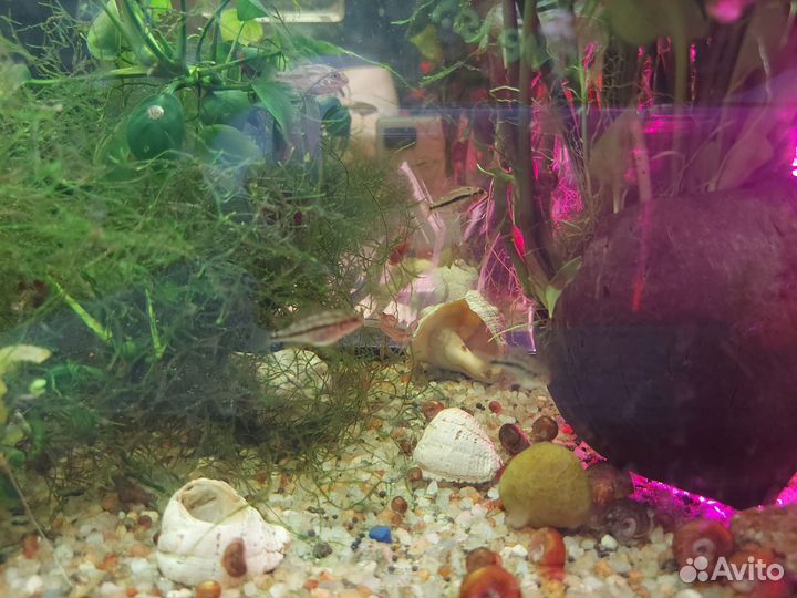 Копадихромис каданго