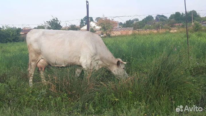 Корова дойная с теленком