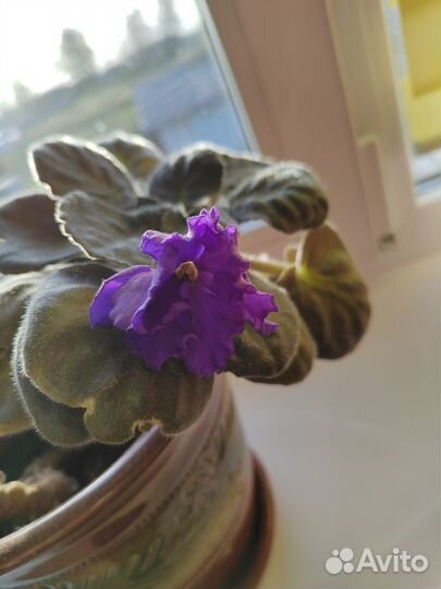 Фиалка комнатные цветы