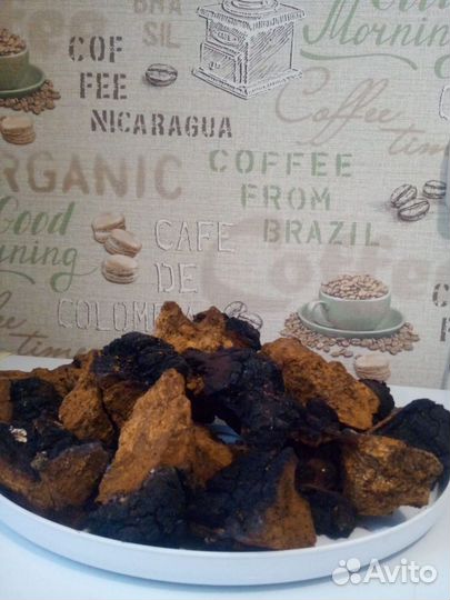 Березовый гриб чага