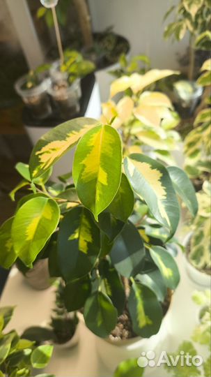 Фикус Бенджамина Блек Даймонд (срез)