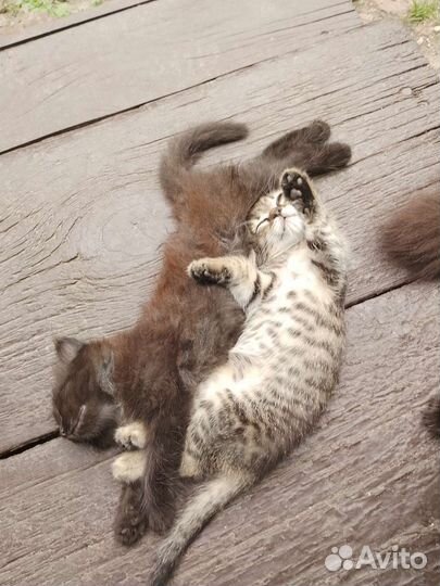 Пушистые котята