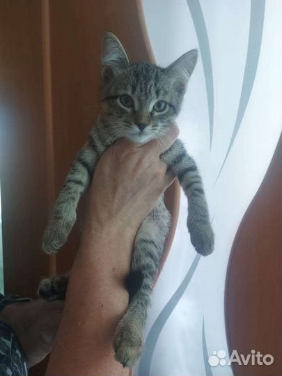 Кошка в дар