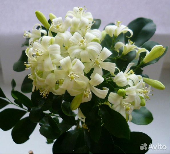 Муррайя дерево императоров