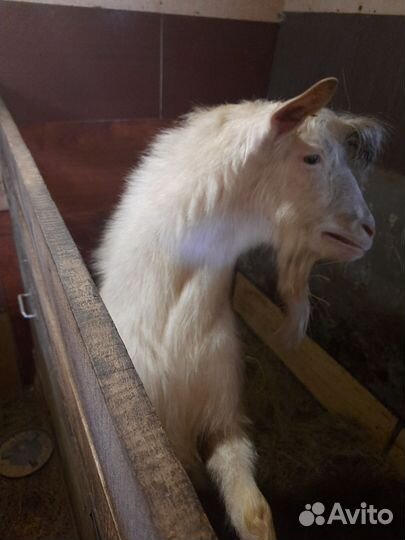 Продам козла