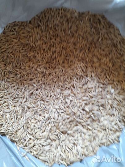 Овес чистый