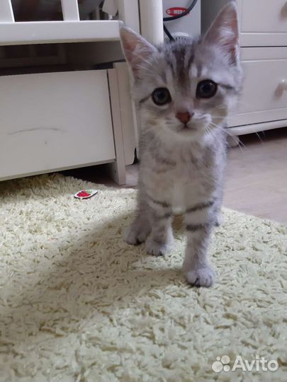 Отдам котенка в добрые руки