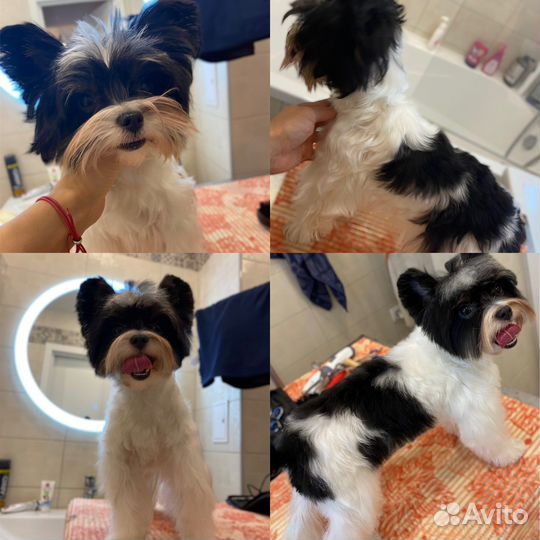 Грумер стрижка собак