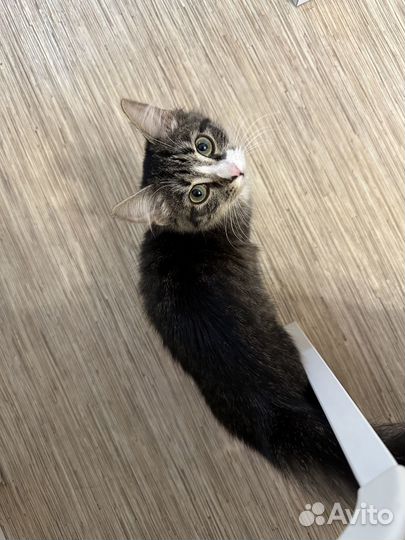 Найдена кошка
