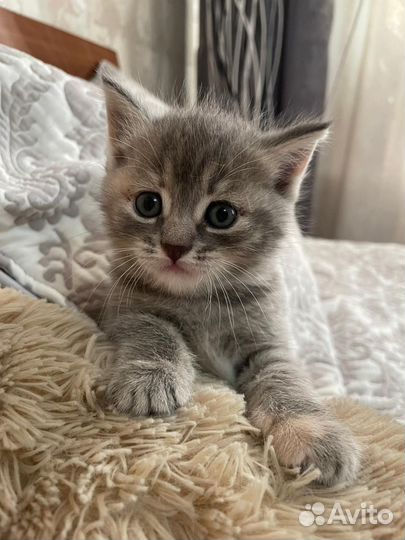 Котята в заботливые руки