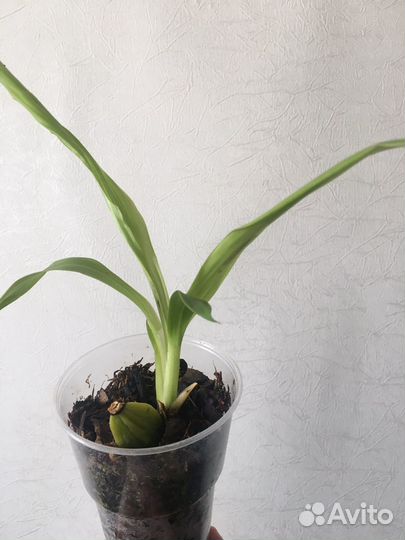 Редкие орхидеи и фил Тортум