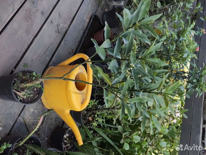 Кумкват, кинкан цветущий