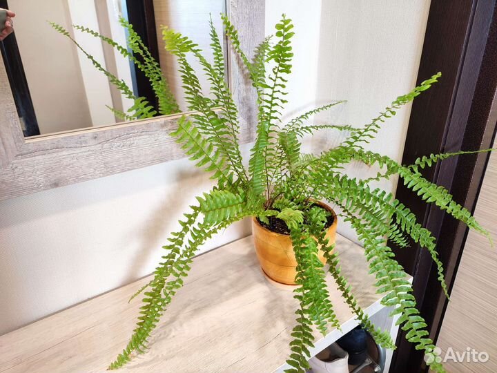 Комнатное растение Папоротник Нефролепис