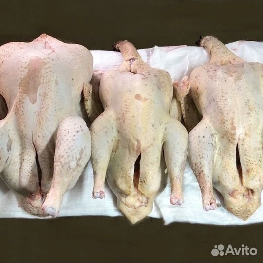 Индюшачье мясо / мясо индюка