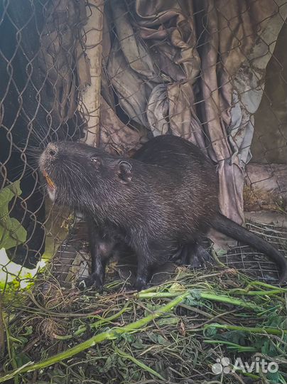 Ратолог с выездом на дом