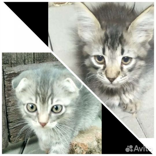Котята в добрые руки. Мальчики