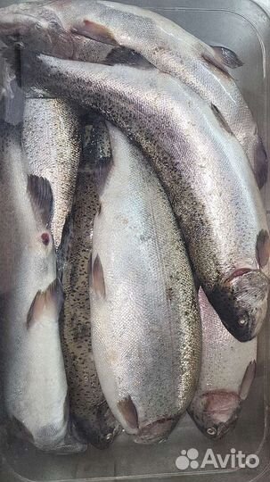 Рыба живая Карп Форель Сазан Судак
